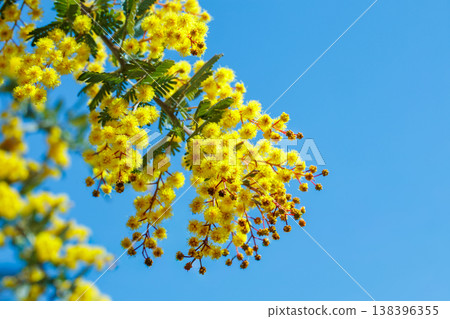 Yellow mimosa flowers that signal the arrival of spring Yellow mimosa flowers that signal the arrival of spring 138396355