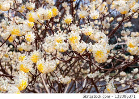 春季森林中盛開的三椏花的特寫 138396371