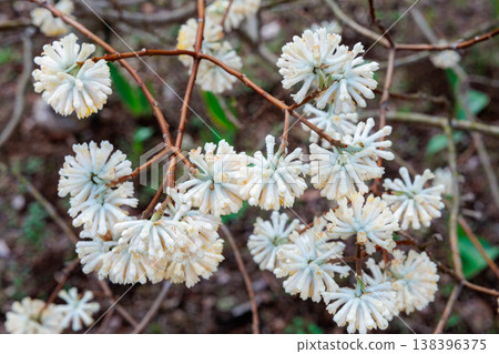 Close-up of Mitsumata flowers blooming in a spring forest Close-up of Mitsumata flowers blooming in a spring forest 138396375