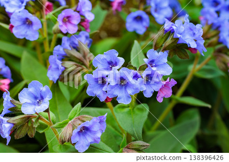 A close-up of cobalt blue pulmonaria flowers blooming in a spring garden. A close-up of cobalt blue pulmonaria flowers blooming in a spring garden. 138396426