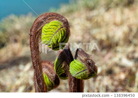 New shoots of spring ferns growing in the forest New shoots of spring ferns growing in the forest 138396450