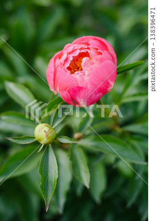 Opening Pink Coral Charm Peony Bud with Small Green Bud Beside Opening Pink Coral Charm Peony Bud with Small Green Bud Beside 138396471
