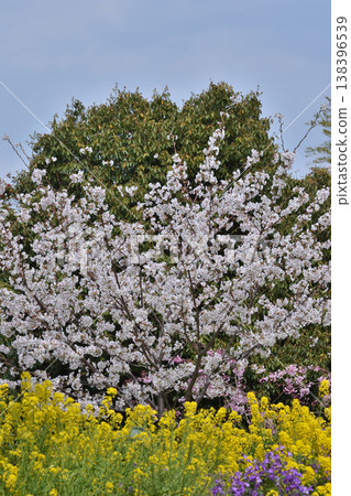 Iwashimizu Cherry blossoms at Hachimangu Shrine 138396539