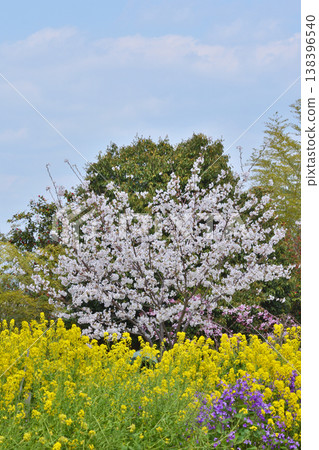 Iwashimizu在八幡宮的櫻花 Iwashimizu在八幡宮的櫻花 138396540