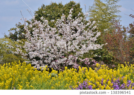 Iwashimizu Cherry blossoms at Hachimangu Shrine 138396541