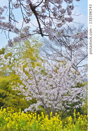 Iwashimizu Cherry blossoms at Hachimangu Shrine 138396543