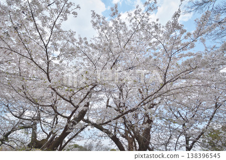 Iwashimizu在八幡宮的櫻花 Iwashimizu在八幡宮的櫻花 138396545