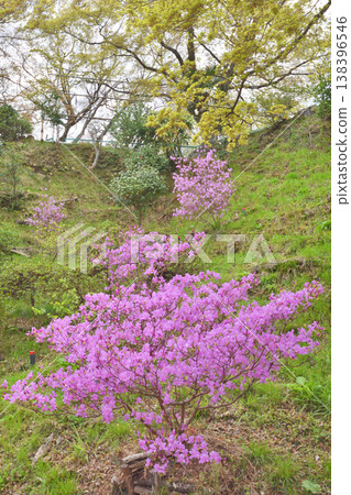 Rhododendron reticulatum at Iwashimizu Hachimangu Shrine 138396546
