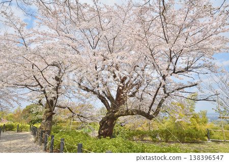 Iwashimizu在八幡宮的櫻花 Iwashimizu在八幡宮的櫻花 138396547
