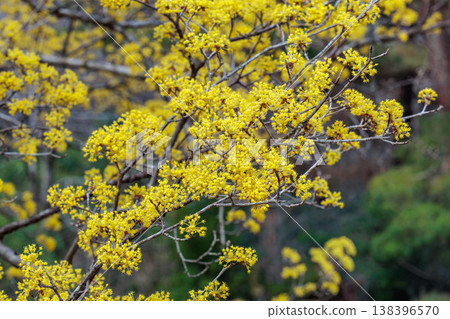 Yellow Cornus officinalis flowers blooming in early spring Yellow Cornus officinalis flowers blooming in early spring 138396570