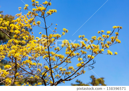 Yellow Cornus officinalis flowers blooming in early spring Yellow Cornus officinalis flowers blooming in early spring 138396571