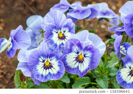 Beautiful blue viola flowers blooming in the spring garden 138396641