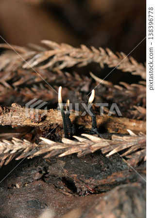 A black rhinoceros mushroom with a black stem and white cap covered in tiny hairs, found among fallen cedar leaves (macro photography of wild fungi). A black rhinoceros mushroom with a black stem and white cap covered in tiny hairs, found among fallen cedar leaves (macro photography of wild fungi). 138396778
