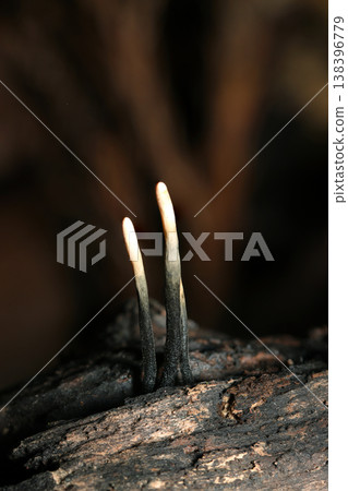 A black stalk and white cap of a mushroom belonging to the family *Crocothemis*, covered in tiny, matchstick-like hairs (macro photography of wild fungi). 138396779