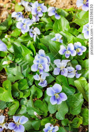 美麗的紫羅蘭花在春天的花園裡綻放 美麗的紫羅蘭花在春天的花園裡綻放 138396830