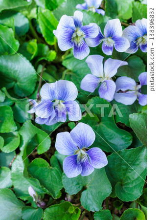 Beautiful violet flowers blooming in a spring garden 138396832