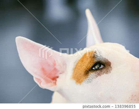 Close Up Pet White Bullterrier Dog Close Up Pet White Bullterrier Dog 138396855