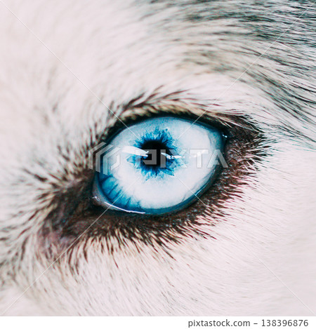 Close Up On Blue Eye Of A Husky Puppy Dog Close Up On Blue Eye Of A Husky Puppy Dog 138396876