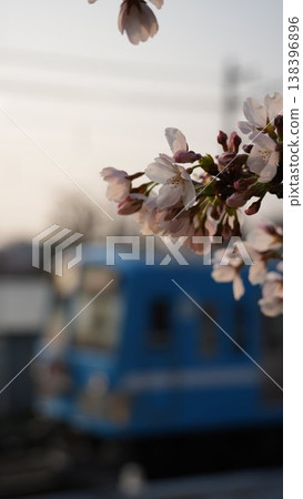 櫻桃樹 櫻桃樹 138396896