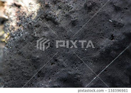 Bark covered with matte black, mold-like fungi from the subphylum Cetacea (macro photography of fungi in a natural environment). Bark covered with matte black, mold-like fungi from the subphylum Cetacea (macro photography of fungi in a natural environment). 138396981
