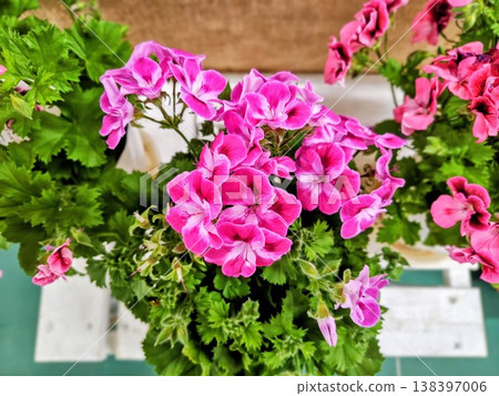 Bright pink flowers blooming in the garden 138397006