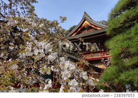 Yutoku Inari Shrine and cherry blossoms in Kashima City, Saga Prefecture Yutoku Inari Shrine and cherry blossoms in Kashima City, Saga Prefecture 138397053