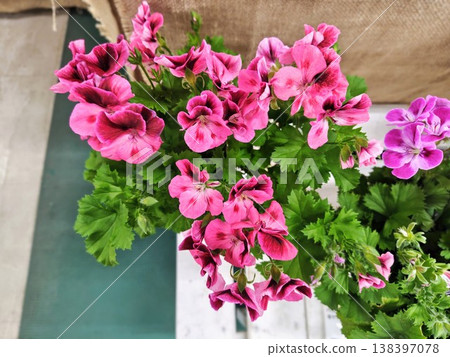 Cineraria blooming brightly in the garden Cineraria blooming brightly in the garden 138397078