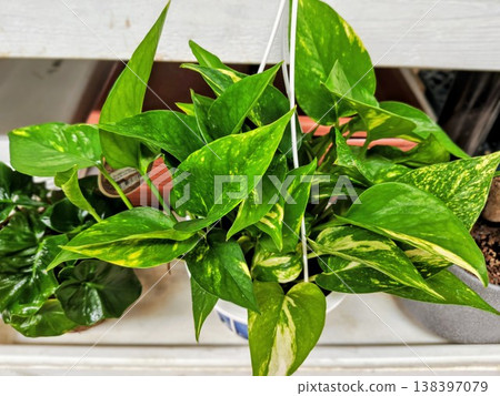 Bright green houseplant Bright green houseplant 138397079