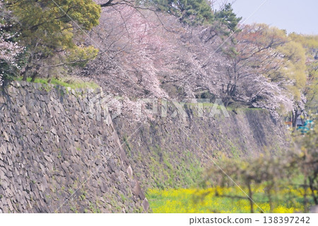 The outer moat of Nagoya Castle, cherry blossoms in full bloom, and rapeseed flowers. The outer moat of Nagoya Castle, cherry blossoms in full bloom, and rapeseed flowers. 138397242