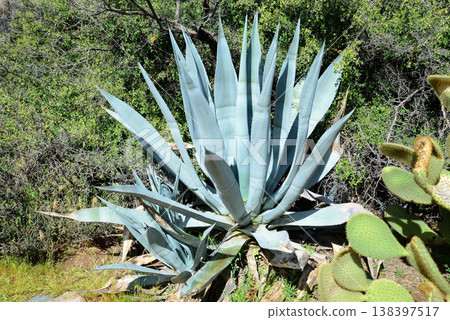 Century Plant Agave 138397517