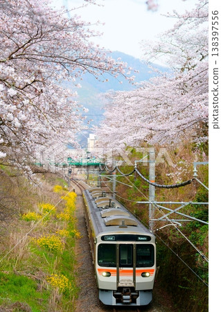 Cherry blossom trees in Yamakita and the new 315 series train Cherry blossom trees in Yamakita and the new 315 series train 138397556
