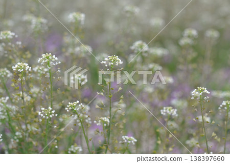 Spring wildflowers Spring wildflowers 138397660