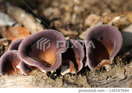 日本水傘菌(Hygrocybe japonica)美麗的菌蓋,表面覆蓋著細毛,顏色由紫色變為橙色(戶外野外動物微距攝影) 日本水傘菌(Hygrocybe japonica)美麗的菌蓋,表面覆蓋著細毛,顏色由紫色變為橙色(戶外野外動物微距攝影) 138397684
