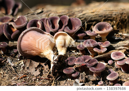 Close-up of the gill shape of the veil of *Hygrophorus erythrosora* and young mushrooms (outdoor field animal macro photography) Close-up of the gill shape of the veil of *Hygrophorus erythrosora* and young mushrooms (outdoor field animal macro photography) 138397686