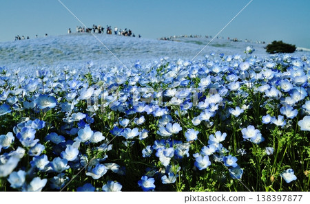 日立海濱公園的粉蝶花和遊客 138397877