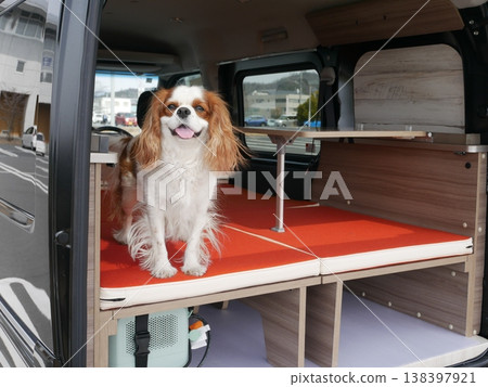 A Cavalier King Charles Spaniel relaxing inside a mini camper van (smiling, sleeping in the vehicle). A Cavalier King Charles Spaniel relaxing inside a mini camper van (smiling, sleeping in the vehicle). 138397921