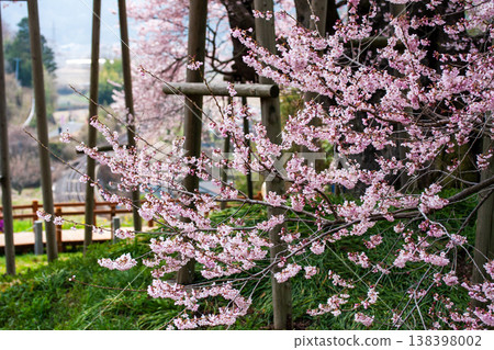 The cherry blossoms of Tozube herald the arrival of spring. 138398002