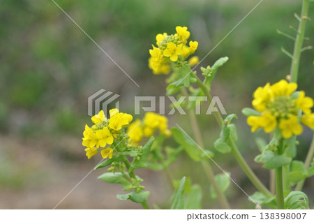 Rape blossoms that herald the arrival of spring 138398007