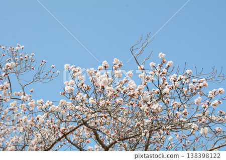 Sakura that shines in the blue sky Sakura that shines in the blue sky 138398122