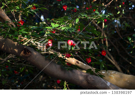 Romantic Ibaraki (Ancient camellia trees, said to be over 300 years old, line the approach to the shrine.) Sakatsura Isozaki Shrine, Hitachinaka City Romantic Ibaraki (Ancient camellia trees, said to be over 300 years old, line the approach to the shrine.) Sakatsura Isozaki Shrine, Hitachinaka City 138398197