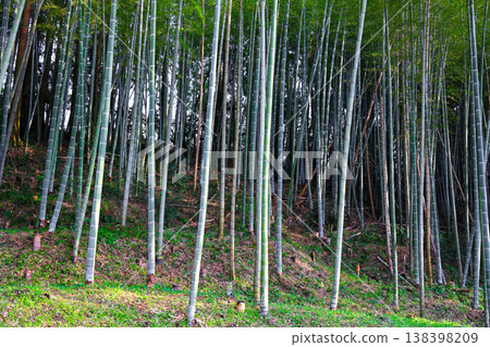 竹林 138398209