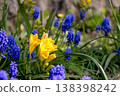 小蒼蘭和風信子花盛開的春日景色 138398242