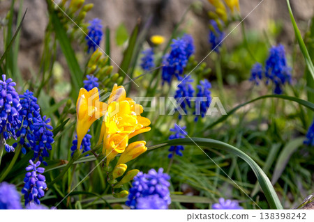 小蒼蘭和風信子花盛開的春日景色 138398242
