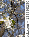 白櫻桃樹 138398250