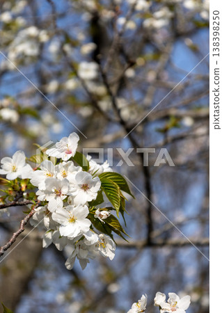 白櫻桃樹 138398250
