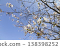 白色的櫻花在藍天中閃耀 138398252