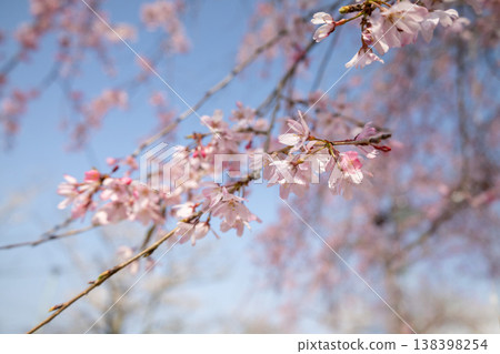 藍天映襯下的垂枝櫻花 138398254