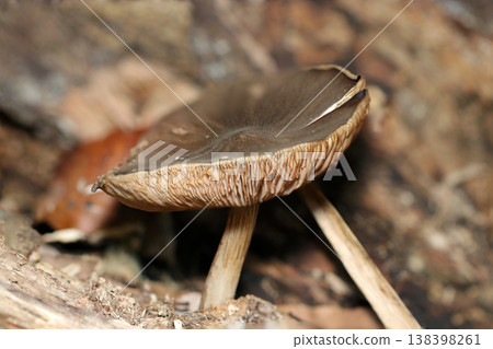 從側面看到的深棕色、紅棕色蘑菇（真菌在其自然棲息地中的微距照片）。 138398261