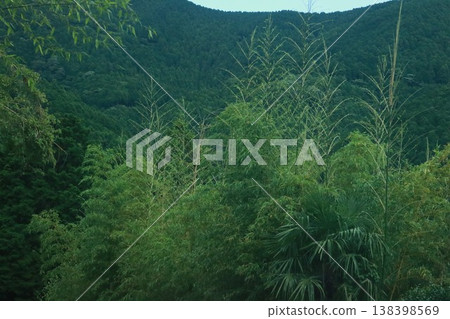 Bamboo and mountain natural landscape forest environment background material 138398569