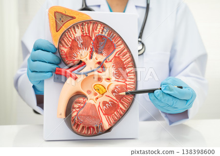 Kidney disease, Chronic kidney disease ckd, Doctor hold human model to treat and study in hospital. Kidney disease, Chronic kidney disease ckd, Doctor hold human model to treat and study in hospital. 138398600
